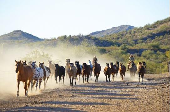 Rancho De Los Caballeros Wickenburg Bagian luar foto